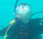 קורס צלילה ושיקום אלמוגים בתאילנד